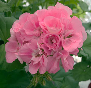 新新花园 直立重瓣天竺葵 重彩聚光灯花苗 办公室绿植阳台花卉