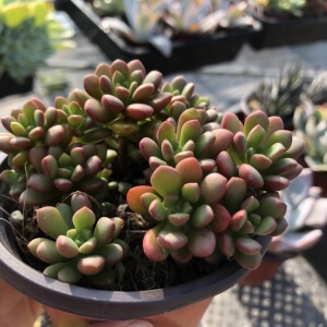 常春藤园艺 塔洛克 一盆3颗价 多肉植物红色系 组合盆栽花卉肉肉