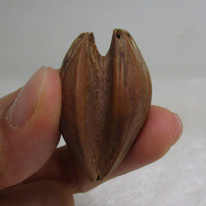 广东橄榄核油核微雕核雕原料文玩挂件单件异形核乌榄怪核a05