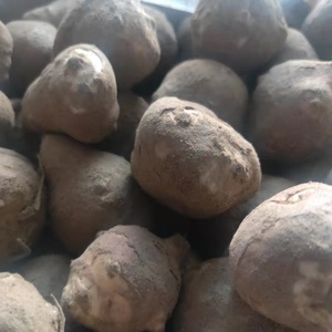 东北新鲜野生姜不辣鬼子姜菊芋洋姜地环紫色7.99一斤要的抓紧了