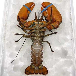 【包活到家】鲜活波龙活的波士顿龙虾特大龙虾海鲜水产生鲜活体虾