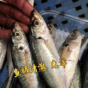 潮汕花仙巴浪鱼海捕野生新蓝圆鲹池鱼海鲜水产鲜冻刺巴鱼斤3-5条