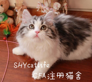 纯种美短妹妹高地猫长毛猫双色妹妹活体宠物银虎斑猫(已去新家)