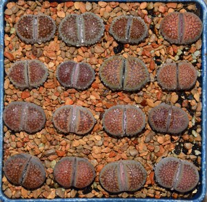 祁艳的店3淘宝臼典玉生石花 ag传法玉epp准母本 双头母本0人付款15.