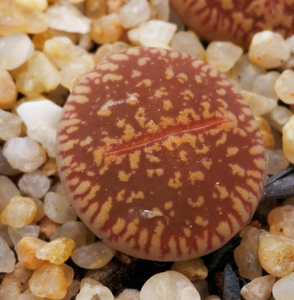 生石花c48流水日轮玉光阳玉多肉植物盆栽室内阳台美观萌pp番杏科