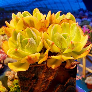夕阳牡丹锦多头老桩阳台办公室净化空气治愈精品多肉植物花卉盆栽