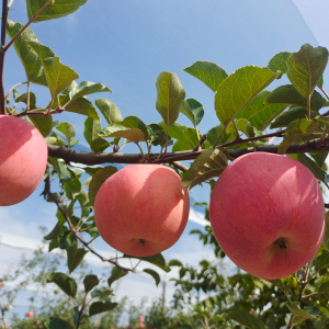 正宗陕北延安高原山地苹果红富士脆甜当季新鲜产地直销8斤包邮
