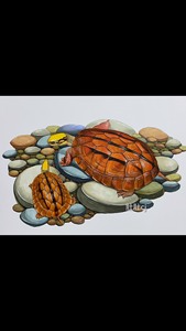 【手绘】原创作品金钱龟三线闭壳金头龟画像装饰画黄缘金钱龟国龟