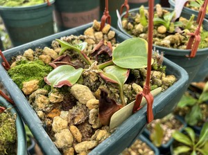 黑宝特瓶猪笼草no00074