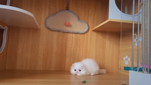 家养纯白长毛波斯猫弟弟，2个月，五官很甜美，会吃粮会用猫砂了