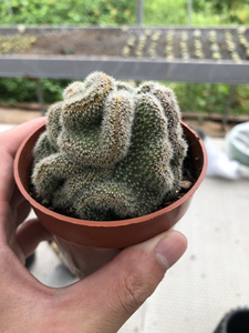 仙人球白檀缀化