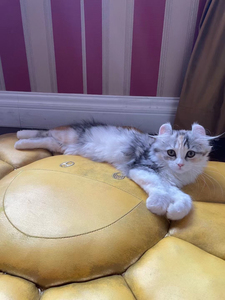 美国卷耳猫 三花 母