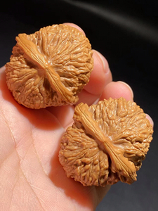 野生四喜元宝狮子头73承德野生品种!这种品相的全微拍求超越【重