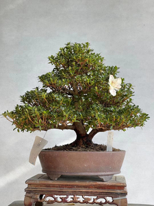 日本进口皋月杜鹃菊姬红万重,明美之月,全树无伤疤,喜欢的来