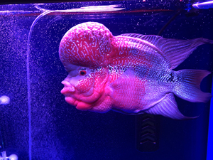 成年罗汉鱼  天津滨海新区  喜欢的自提  价格可以商量