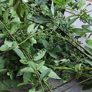 500人付款淘宝新野生新鲜山鸡椒山香椒草姜树山苍子子果子香子木姜子