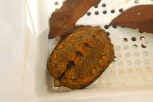 日石,日石龟,日本石龟..#观赏龟 已出留念.主页还有一个_阿里巴巴找货