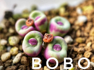 肉锥 小红嘴1380b*2736 种子 首发!