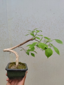 日本真弓卫矛盆景.开花结果,掌上盆景,花卉绿植盆栽