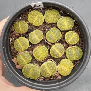 生石花绿紫薰c426号,圆圆胖胖,9厘米盆,15元,带盆发