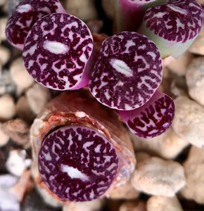 墨小锥粗纹rr714,纹路颜色都很好看 大神墨种子播种后选选