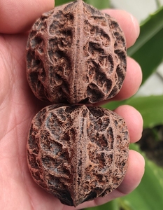 雕刻核桃,仿古做旧黑檀木雕刻三棱核桃,尺寸41,喜欢可以直接