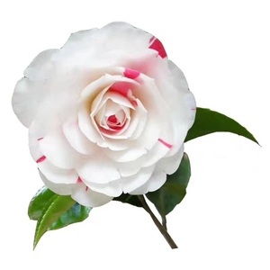 美人茶花树