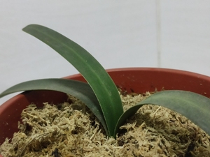 南非毛兰,芽生,白线,苹果尾明显,生根中退了两片叶,暂时不出