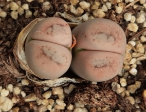 生石花 c388翠娥 整体2.4厘米