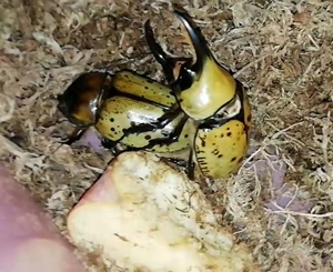 000人付款淘宝墨西哥白兜幼虫120/5只,30一只凉生随遇而安15.