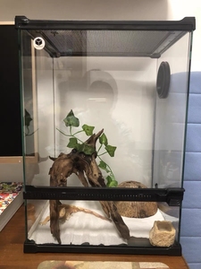 00heguangwei2012淘宝进口精品老爷树蛙宠物姥爷活体黏黏蛙宠物蛙绿