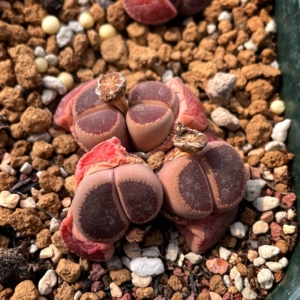 ko生石花种子-淘宝拼多多热销ko生石花种子货源拿货 - 阿里巴巴货源