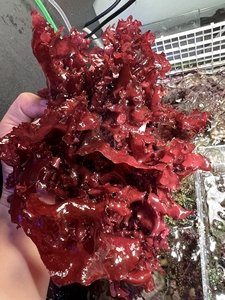 【红千层藻】红千层藻品牌,价格 - 阿里巴巴