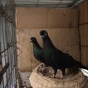 高飞鸽子四川眉山