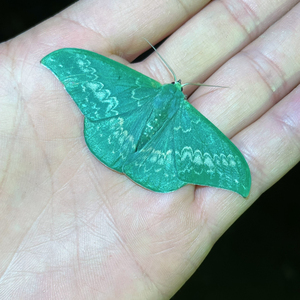 台湾镰翅绿尺蛾,a1未展翅原蛾 飞蛾蝴蝶昆虫标本.