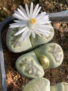 生石花绿菊纹章二年每棵300