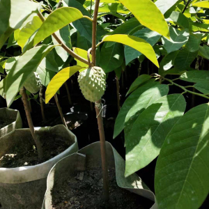 8精选1.2米高(带土带叶)正宗台湾凤梨释迦果苗树特大