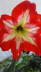 东北女王朱顶红