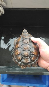 黄壳鳄鱼龟，杂佛鹅蛋甲，冷水养一年多，有点头刺，背甲13左右