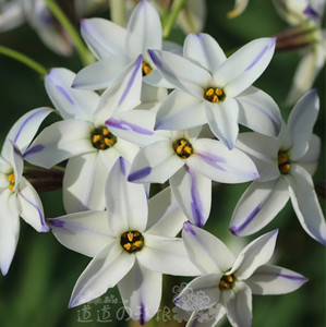 花韭种球 秋植小球根(7月发货)12元15个球,有大有小