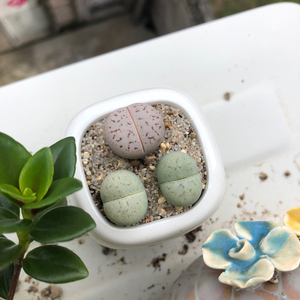 大白 灵耀玉 绿灵耀 生石花 3～4年生