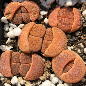 c16赤阳玉日轮生石花,五年母本株.