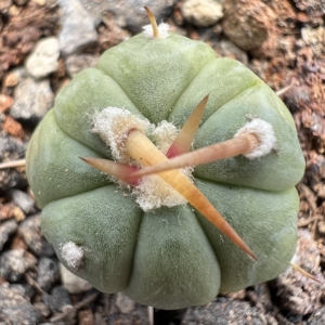 实生翠平 平丸 强刺 仙人球