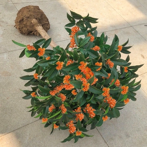 状元红桂花树苗