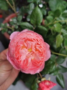 月季夏日花火,2加仑盆带盆38,茶园金科世界城自提.