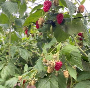 东北红树莓苗  树莓果苗  波尔卡树莓双季果