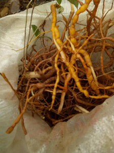 绣花针,黄脚鸡,鸡筋参中药材,煲汤,泡酒,功能多多.一斤15