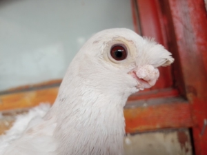 新疆毛脚蓝头豆眼白一对四个月了,有喜欢的私聊.可以发快递.