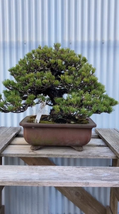 极品矮霸那须娘五针松日本进口盆景全品那须娘松树