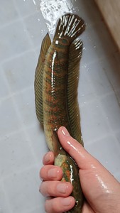 000人付款淘宝雷龙七星鱼苗食用成鱼雷龙鱼活物淡冷